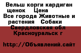 Вельш корги кардиган щенок  › Цена ­ 35 000 - Все города Животные и растения » Собаки   . Свердловская обл.,Красноуральск г.